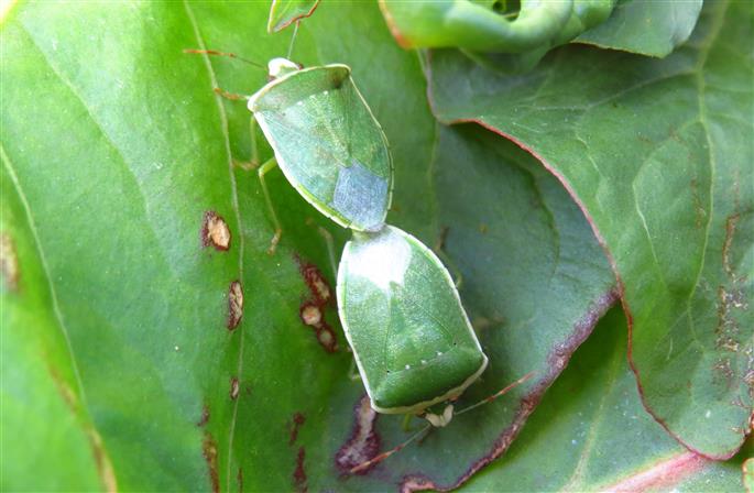 Pentatomidae:   Nezara viridula (forma torquata)